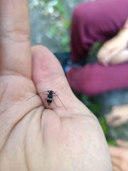 Leiopus punctulatus