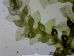 Harpalejeunea molleri