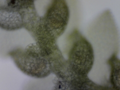 Harpalejeunea molleri