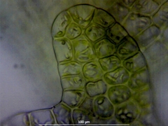 Harpalejeunea molleri
