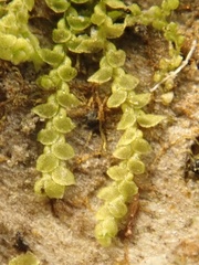 Harpalejeunea molleri