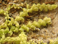 Harpalejeunea molleri