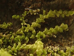 Harpalejeunea molleri