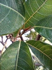 Ficus neriifolia