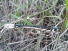 Paracercion v-nigrum