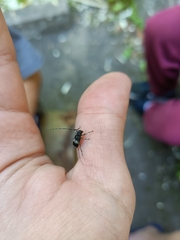 Leiopus punctulatus