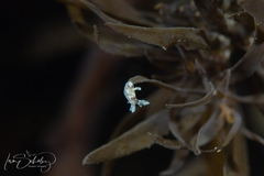 Ancula mapae
