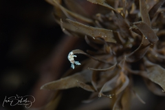Ancula mapae
