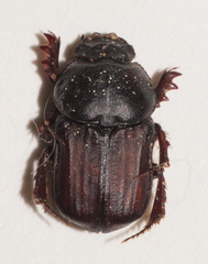 Cheironitis furcifer