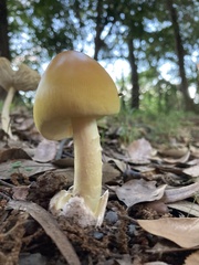 Amanita subjunquillea