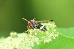 Polistes brunus