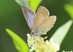 Iolana iolas