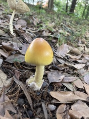 Amanita subjunquillea