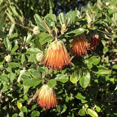 Diplolaena dampieri