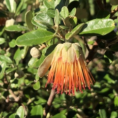 Diplolaena dampieri