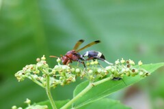 Polistes brunus