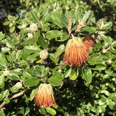 Diplolaena dampieri