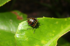 Erotylus incomparabilis