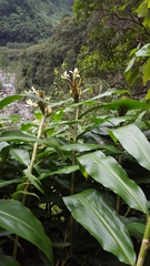 Hedychium flavescens