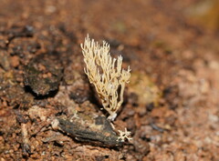 Phaeoclavulina ochracea