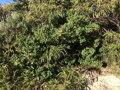 Diplolaena dampieri