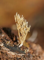 Phaeoclavulina ochracea