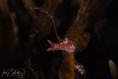 Polycera parvula