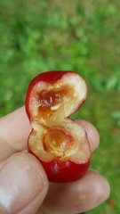 Rhagoletis cerasi