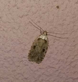 ploskáč lopúchový (Agonopterix arenella)