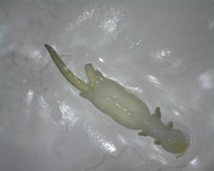 Acanthochondria cornuta