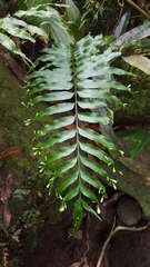 Asplenium daucifolium lineatum