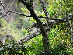 Psarocolius atrovirens