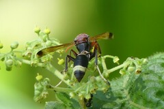 Polistes brunus