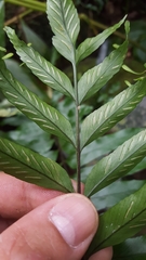 Asplenium daucifolium lineatum