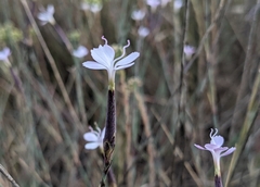 Dianthus pyrenaicus