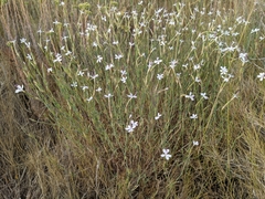 Dianthus pyrenaicus