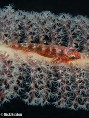 Bryaninops yongei