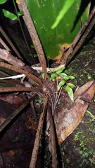 Asplenium daucifolium lineatum
