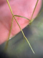 Potamogeton trichoides