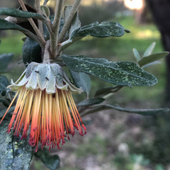 Diplolaena dampieri