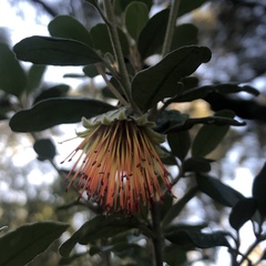 Diplolaena dampieri
