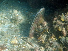 Pinnidae