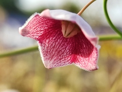 Oxystelma esculentum