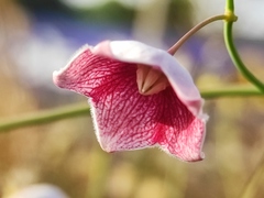 Oxystelma esculentum