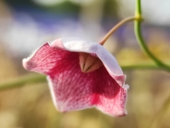 Oxystelma esculentum