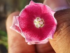 Oxystelma esculentum