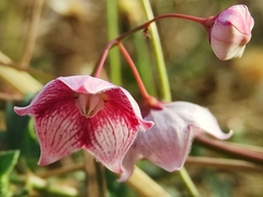 Oxystelma esculentum