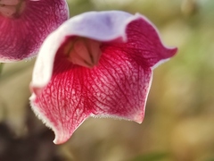 Oxystelma esculentum