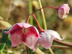 Oxystelma esculentum