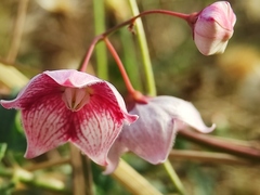 Oxystelma esculentum